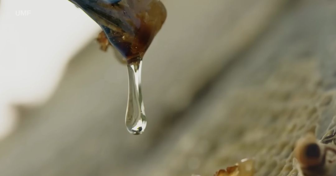 Bitnost prepoznavanja pravog Manuka meda sa sve većim brojem falsifikata na tržištu