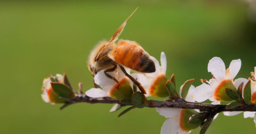 Manuka med je poseban tip meda koji nastaje isključivo od nektara cvetova Manuka drveća, koje se nalazi u Novom Zelandu